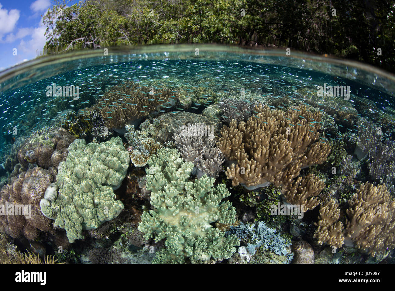 Species-rich Reef Top, Raja Ampat, West Papua, Indonesia Stock Photo