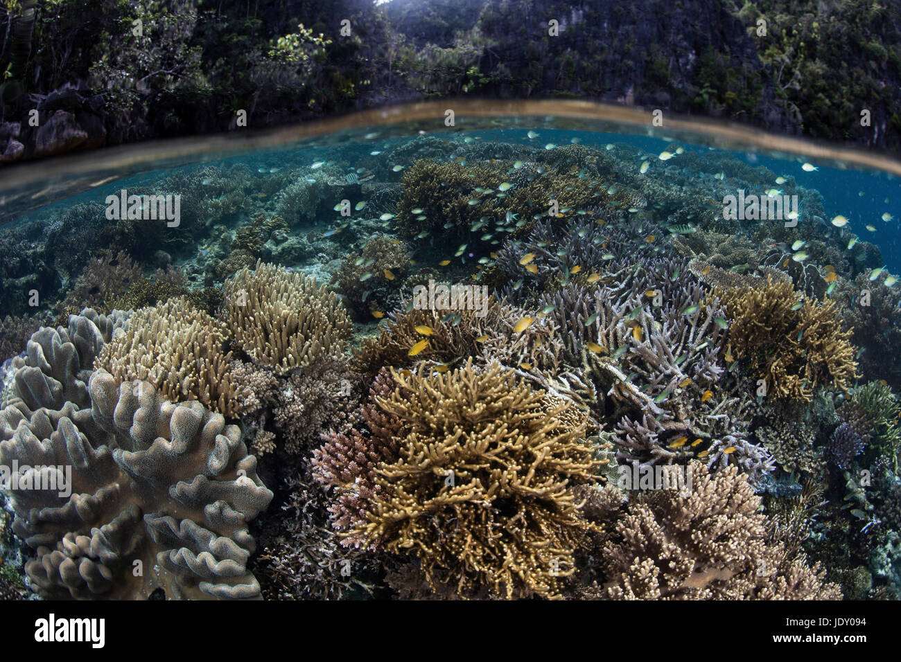 Species-rich Reef Top, Raja Ampat, West Papua, Indonesia Stock Photo