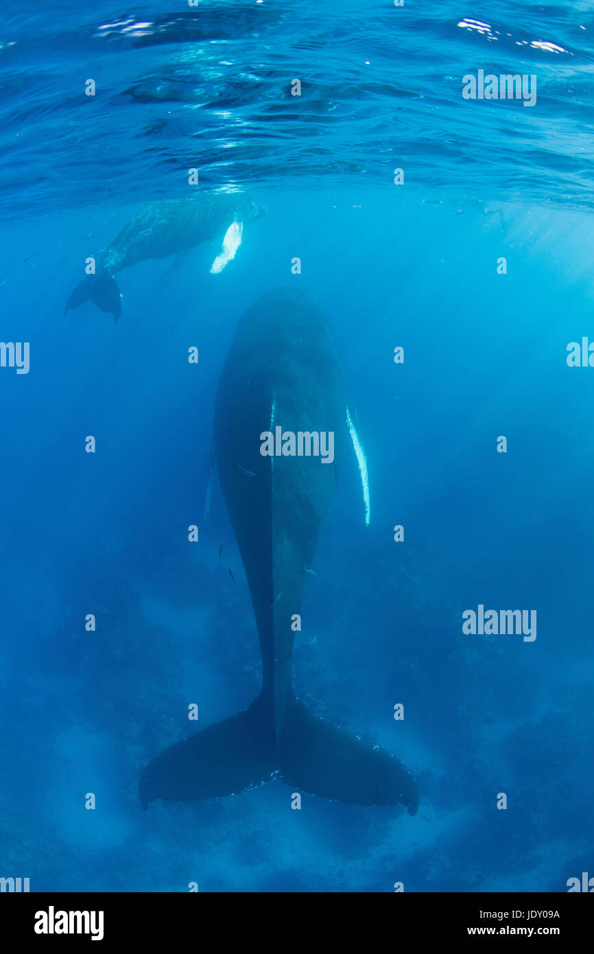 Humpback Whale, Mother and Calf, Megaptera novaeangliae, Silver Bank, Atlantic Ocean, Dominican Republic Stock Photo