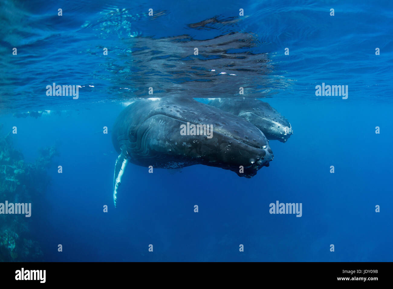 Humpback Whale, Mother and Calf, Megaptera novaeangliae, Silver Bank, Atlantic Ocean, Dominican Republic Stock Photo