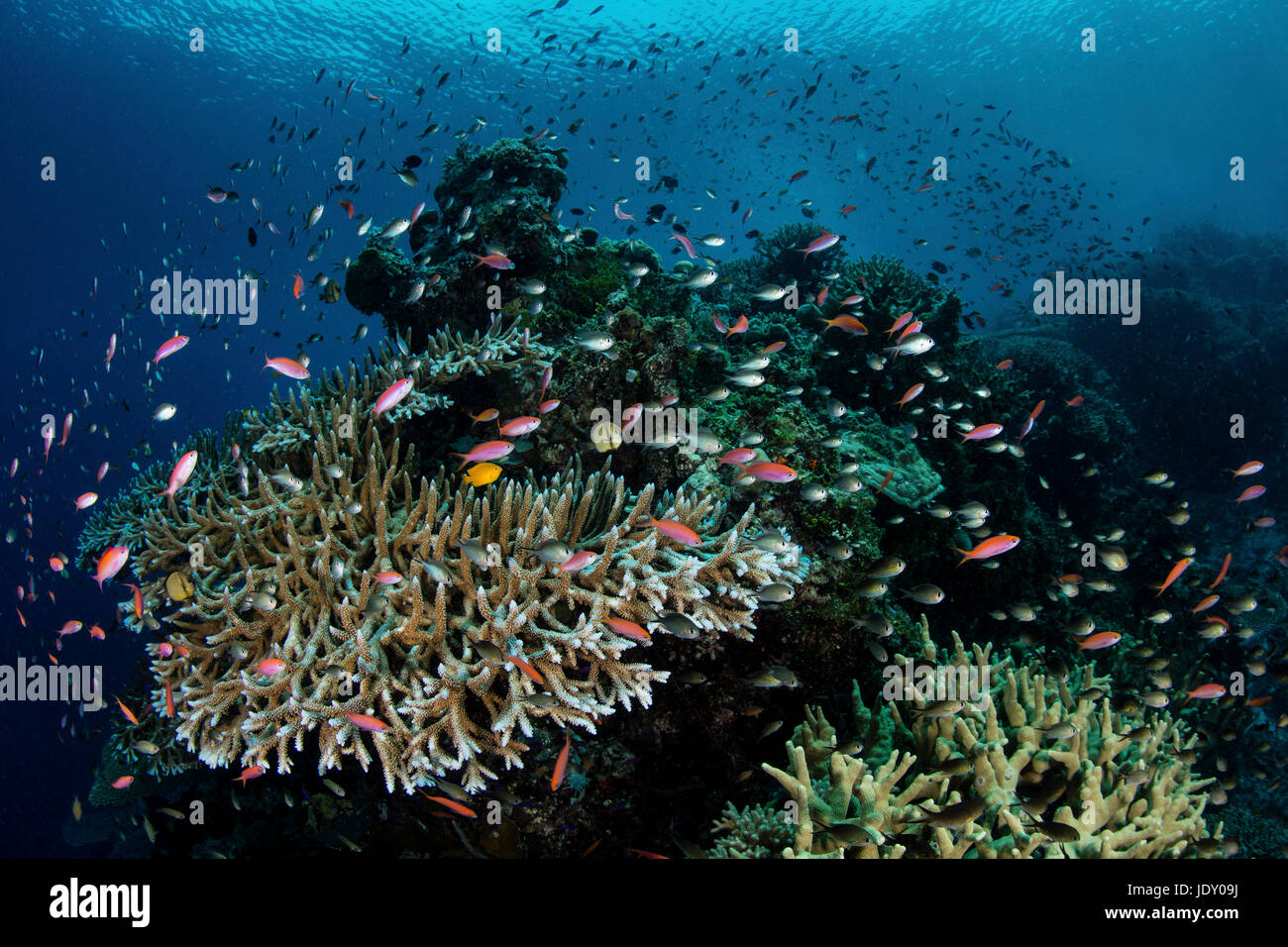 Colorful Anthias in Coral Reef, Pseudanthias sp., Melanesia, Pacific Ocean, Solomon Islands Stock Photo