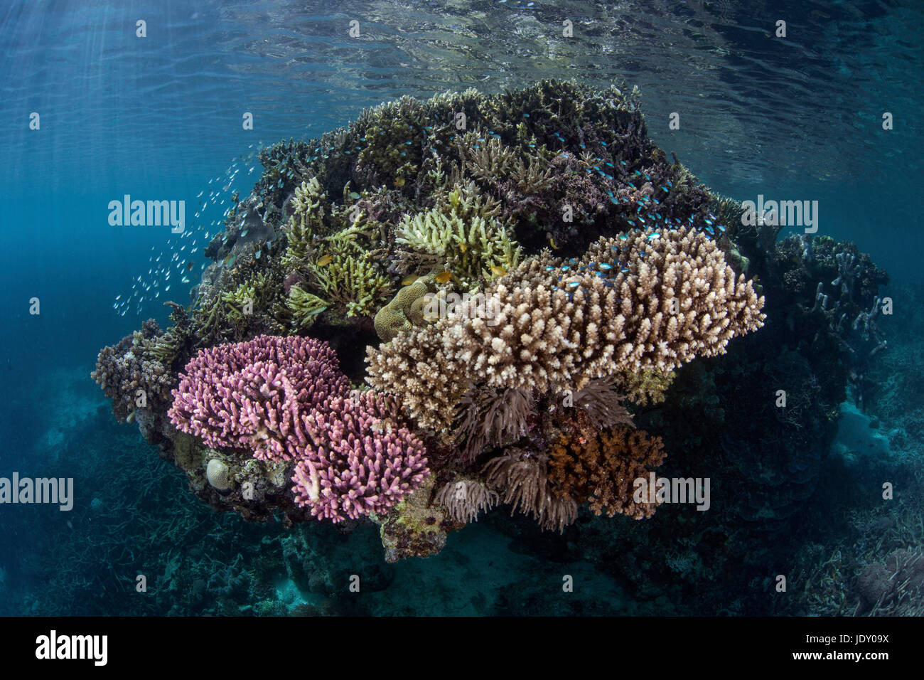 Corals growing on Reef Top, Melanesia, Pacific Ocean, Solomon Islands Stock Photo