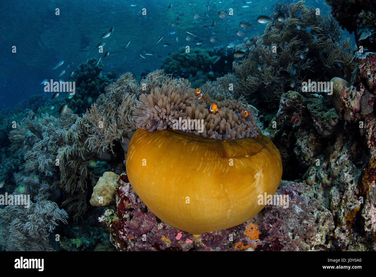 Clown Anemonefish in Magnificent Sea Anemone, Amphiprion ocellaris, Melanesia, Pacific Ocean, Solomon Islands Stock Photo
