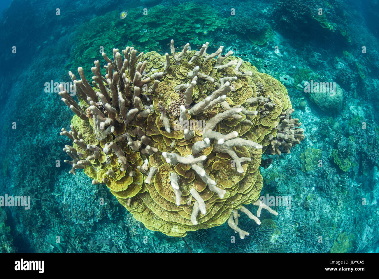 Corals growing on Reef Top, Melanesia, Pacific Ocean, Solomon Islands Stock Photo