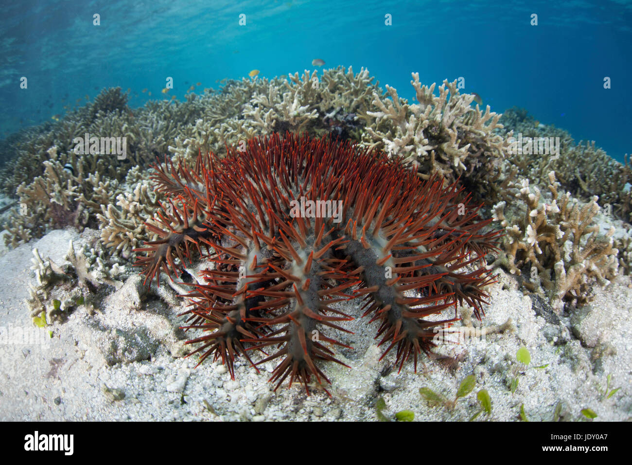 Crown of Thorns in Coral Reef, Acanthaster planci, Melanesia, Pacific Ocean, Solomon Islands Stock Photo