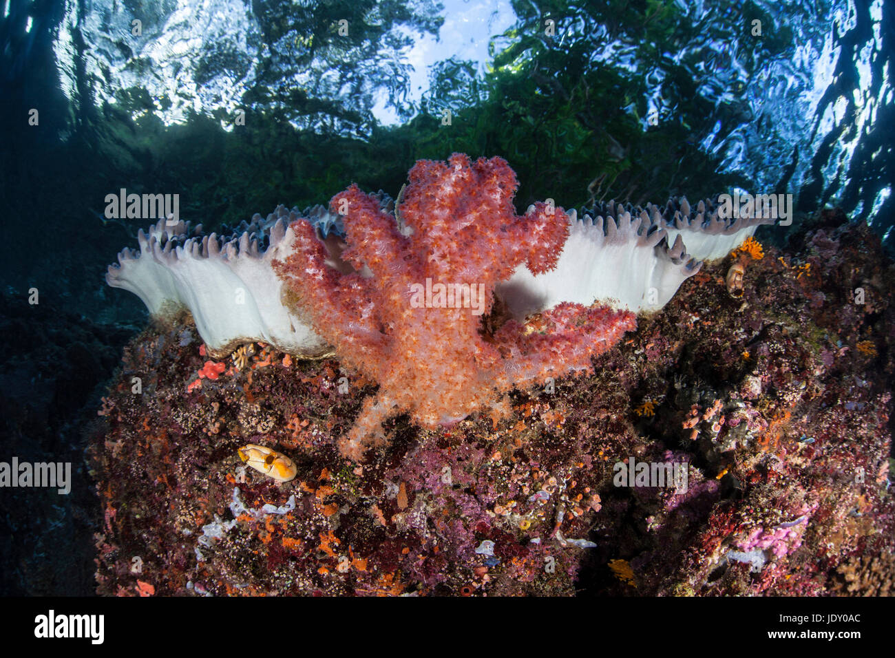Corals growing on Reef Top, Melanesia, Pacific Ocean, Solomon Islands Stock Photo
