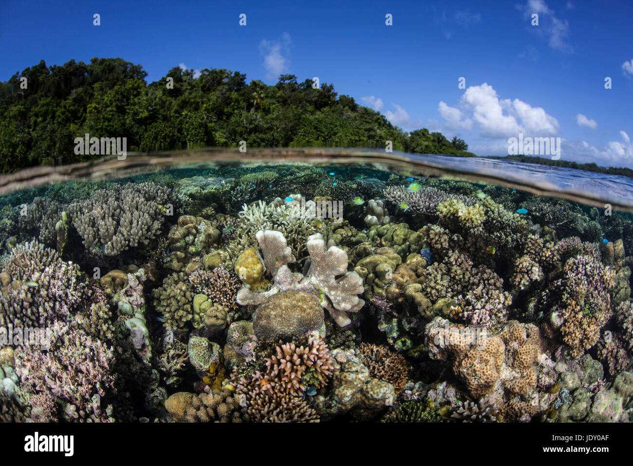 Corals in shallow Water, Melanesia, Pacific Ocean, Solomon Islands Stock Photo