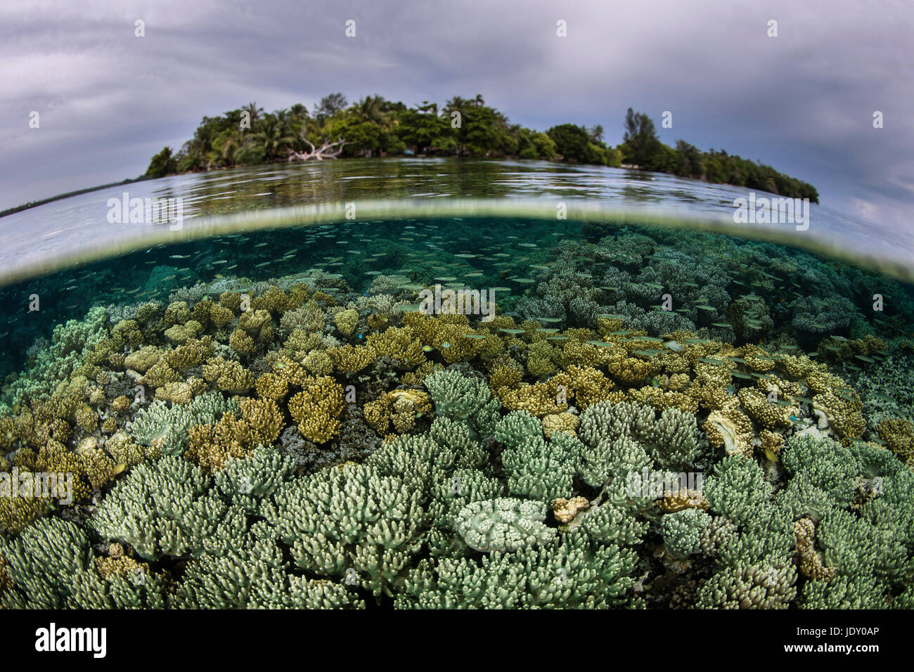 Corals in shallow Water, Melanesia, Pacific Ocean, Solomon Islands Stock Photo