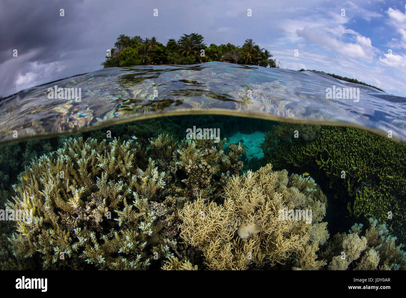 Corals in shallow Water, Melanesia, Pacific Ocean, Solomon Islands Stock Photo
