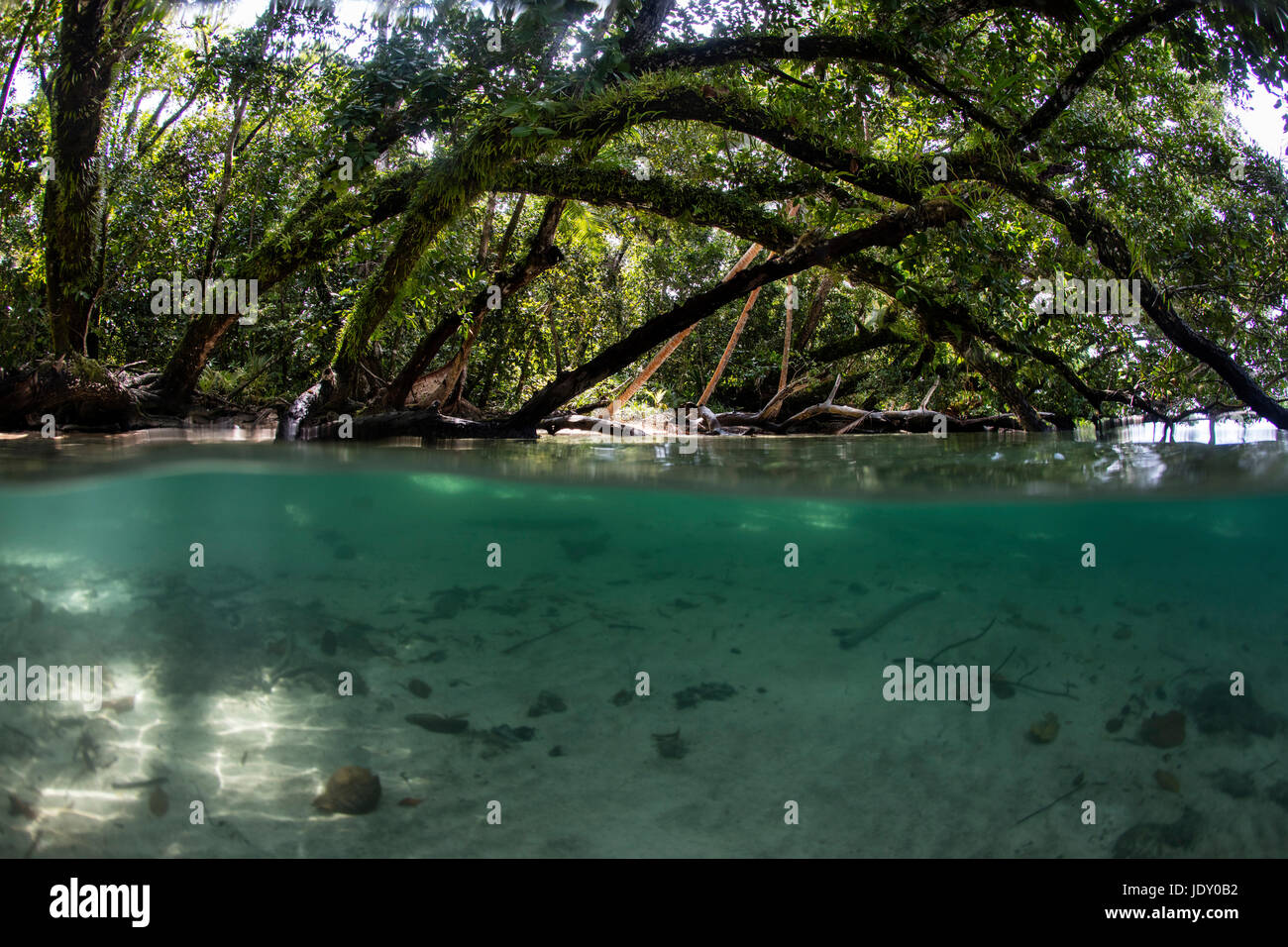 Ecosystem Mangroves, Rhizophora, Melanesia, Pacific Ocean, Solomon Islands Stock Photo