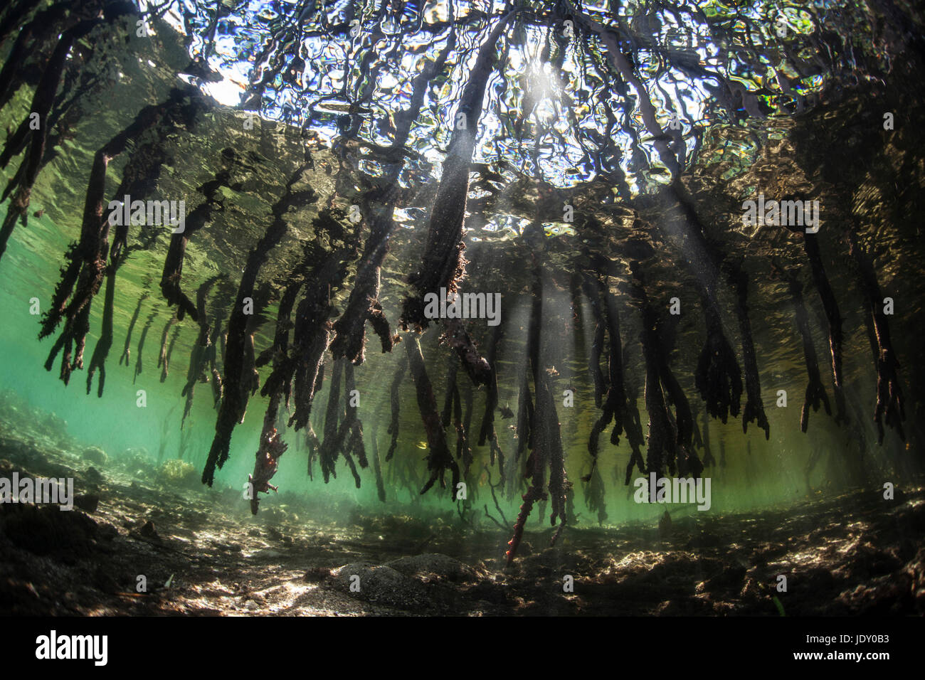 Ecosystem Mangroves, Rhizophora, Melanesia, Pacific Ocean, Solomon Islands Stock Photo