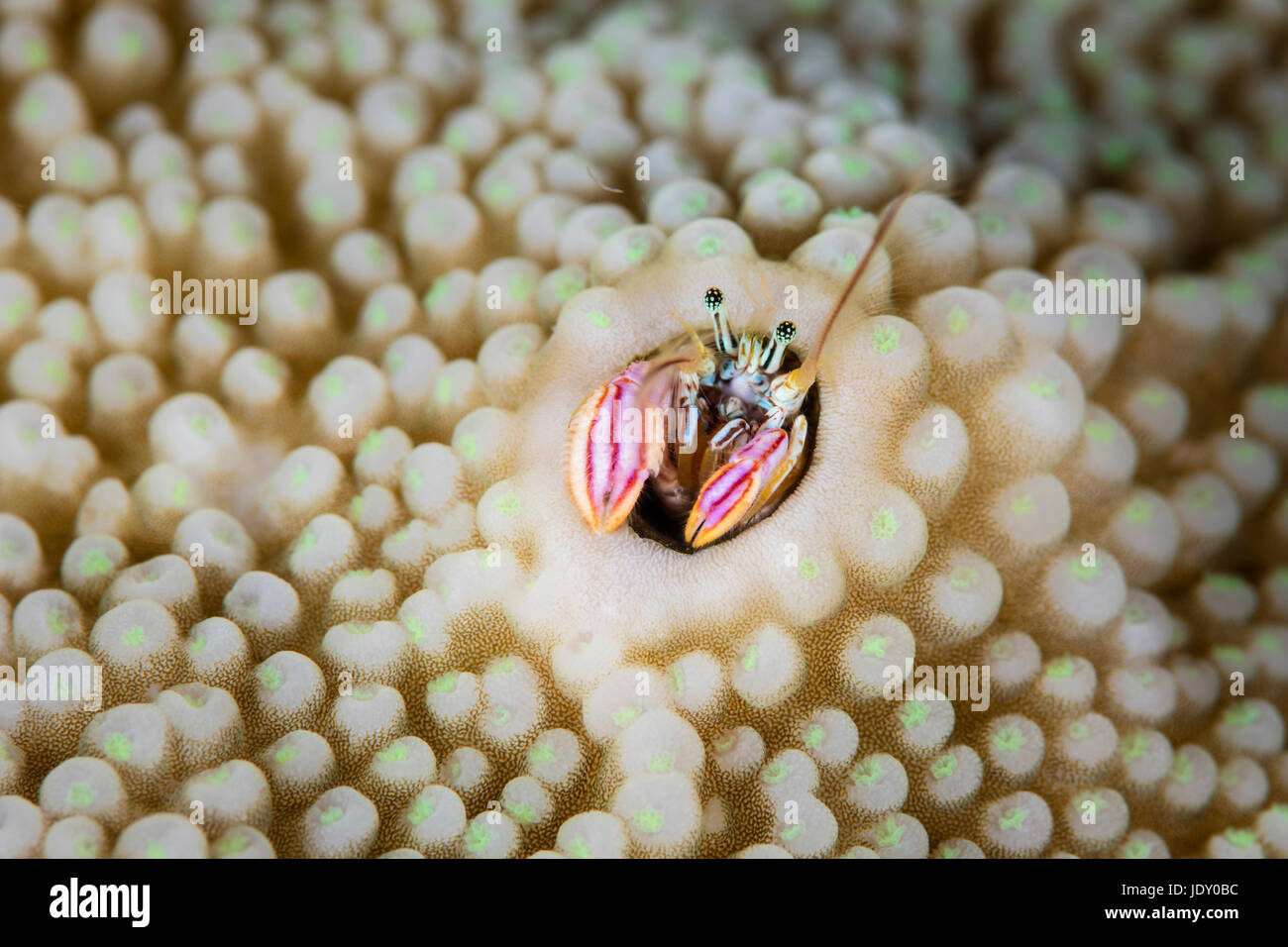 Coral Hermit Crab, Paguritta harmsi, Melanesia, Pacific Ocean, Solomon Islands Stock Photo
