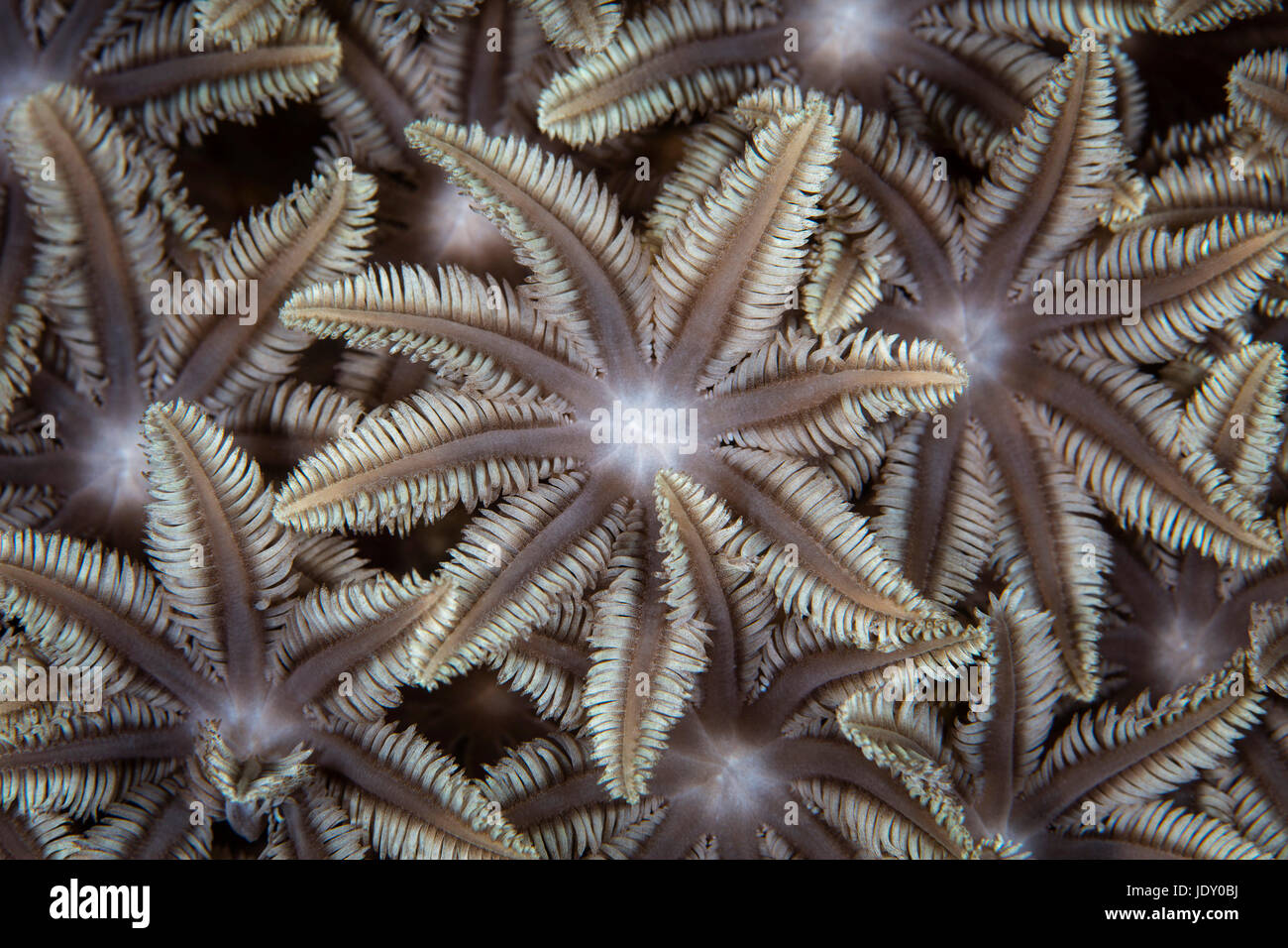 Flower Soft Coral, Xenia, Melanesia, Pacific Ocean, Solomon Islands Stock Photo