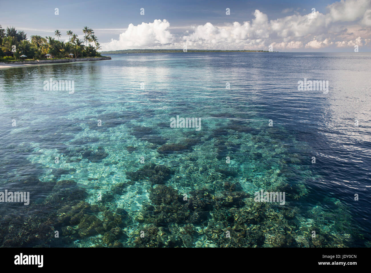Coral Reef, Wakatobi, Celebes, Indonesia Stock Photo