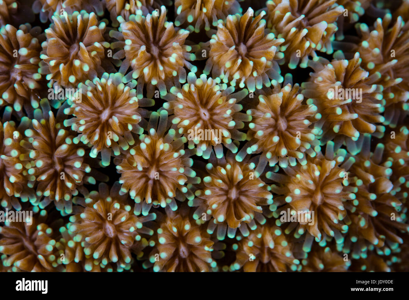 Details of Coral Polyps, Galaxea sp., Wakatobi, Celebes, Indonesia Stock Photo