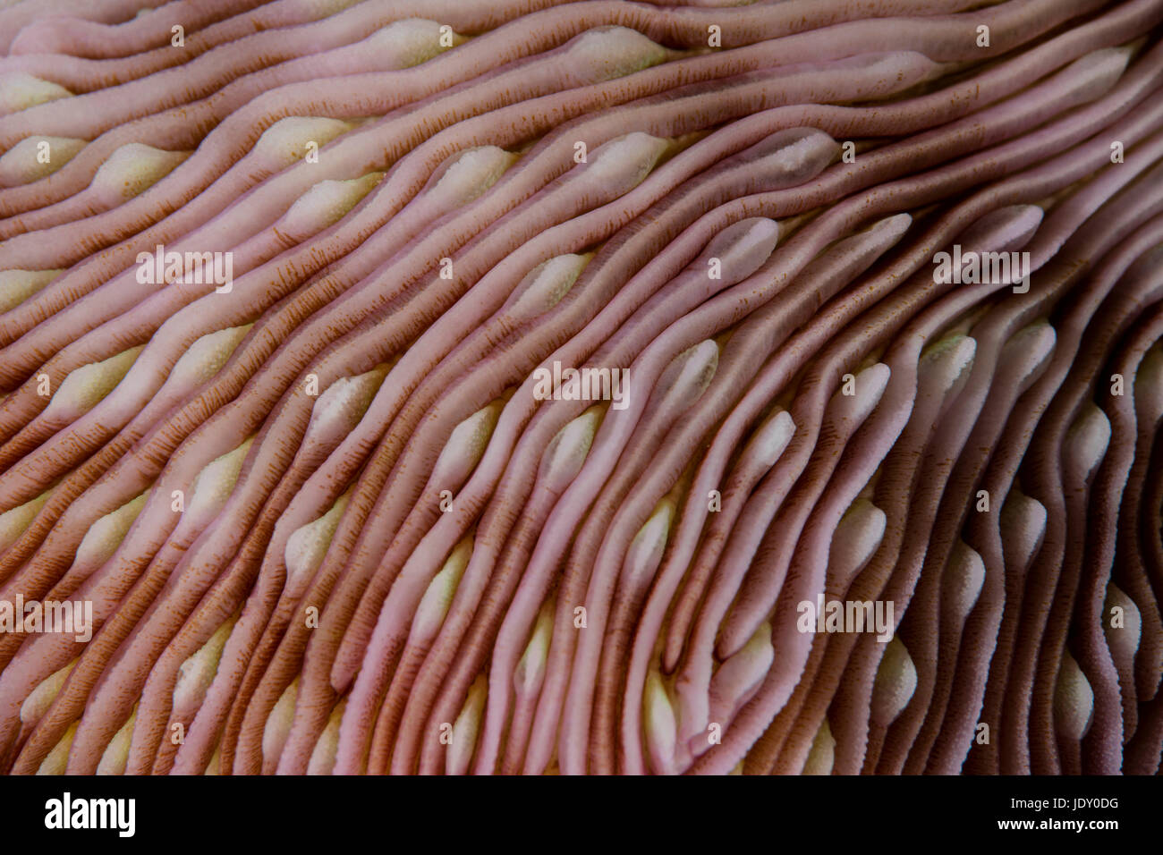 Detail of Mushroom Coral, Fungia sp., Wakatobi, Celebes, Indonesia Stock Photo