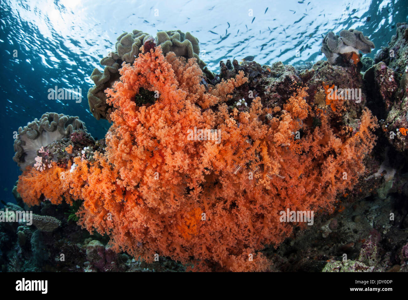 Corals growing on Reef Top, Wakatobi, Celebes, Indonesia Stock Photo