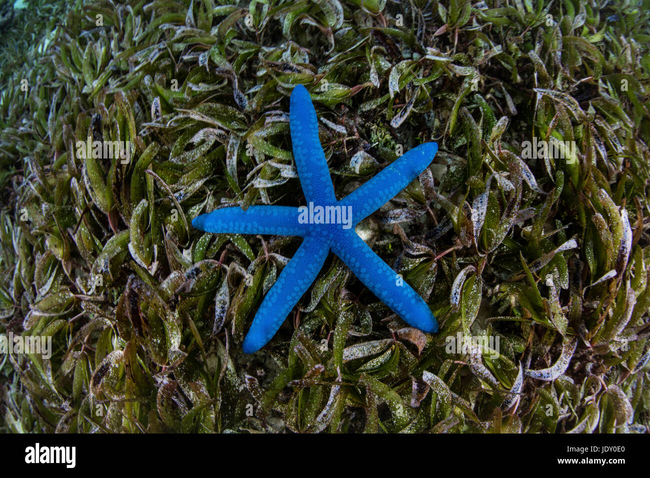 Blue Starfish in Seagras Bed, Linckia laevigata, Wakatobi, Celebes, Indonesia Stock Photo