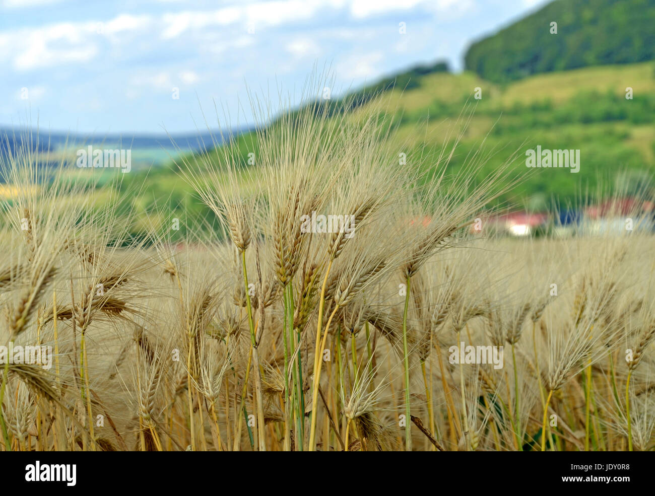summerly grain Stock Photo