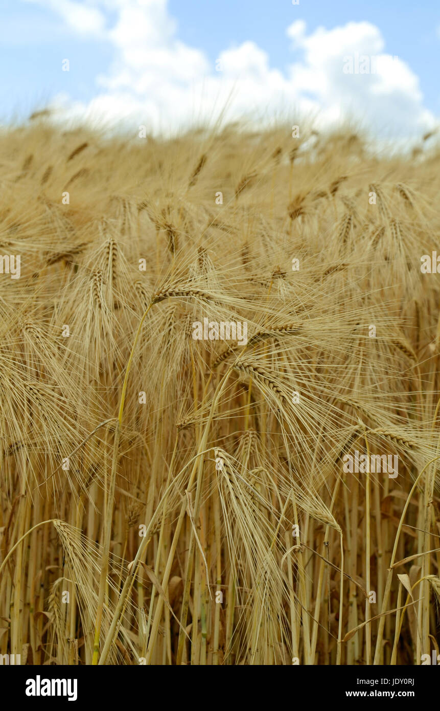 cornfield (barley) Stock Photo