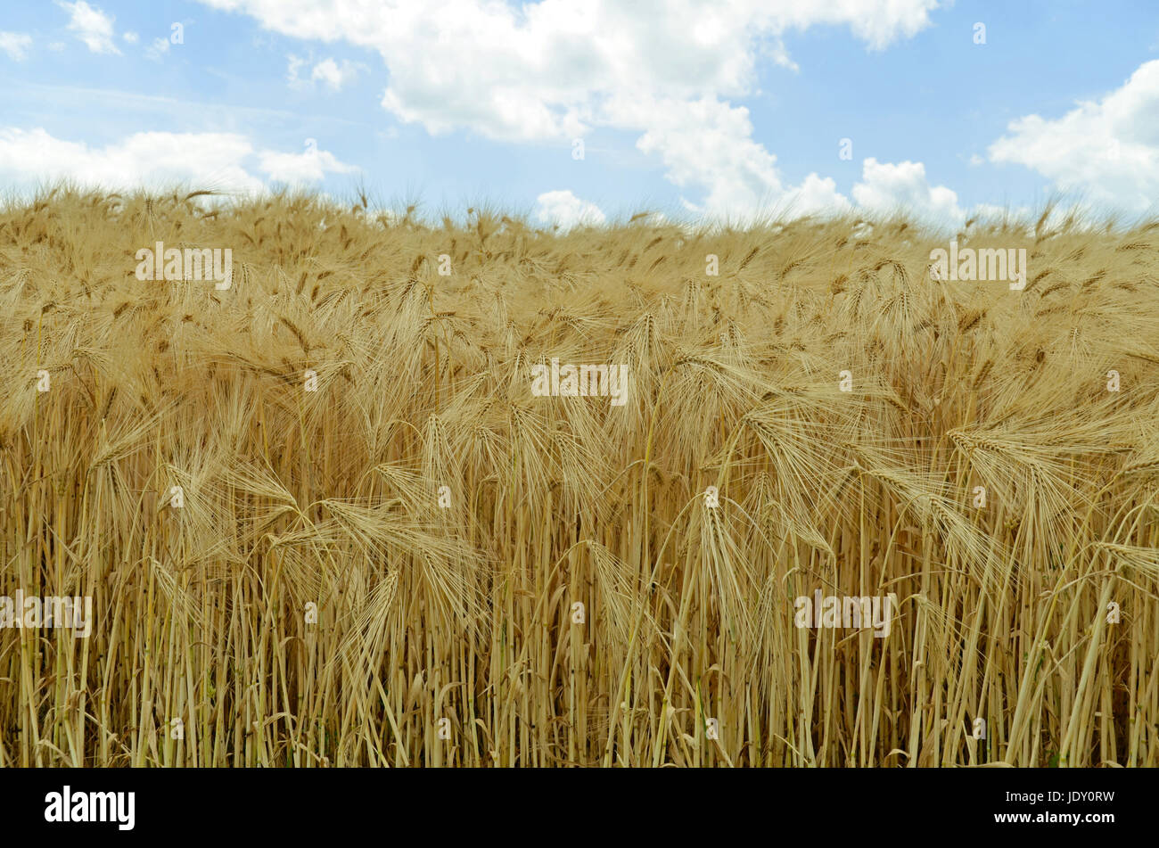 cornfield (barley) Stock Photo
