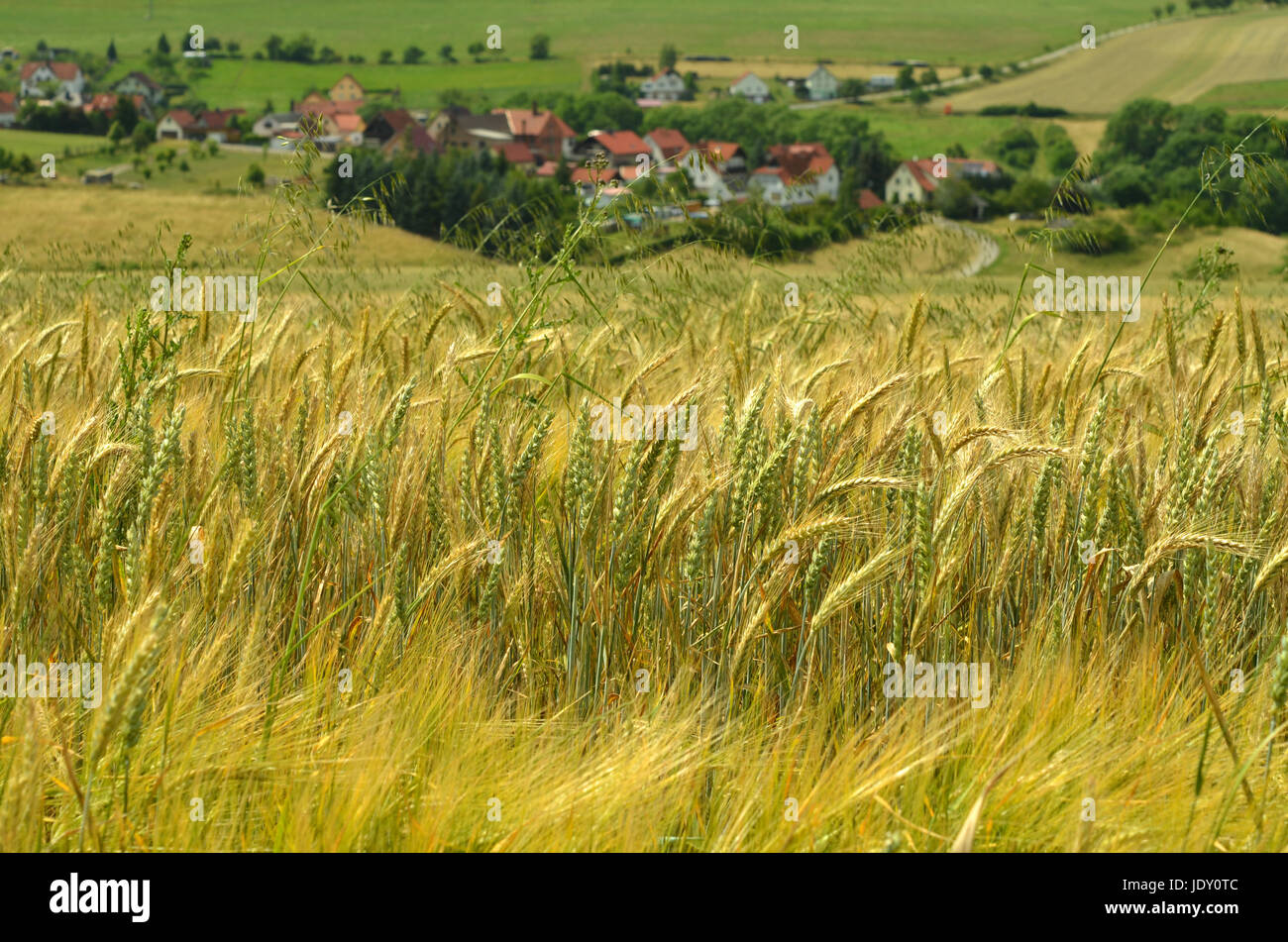 corn field (barley) Stock Photo