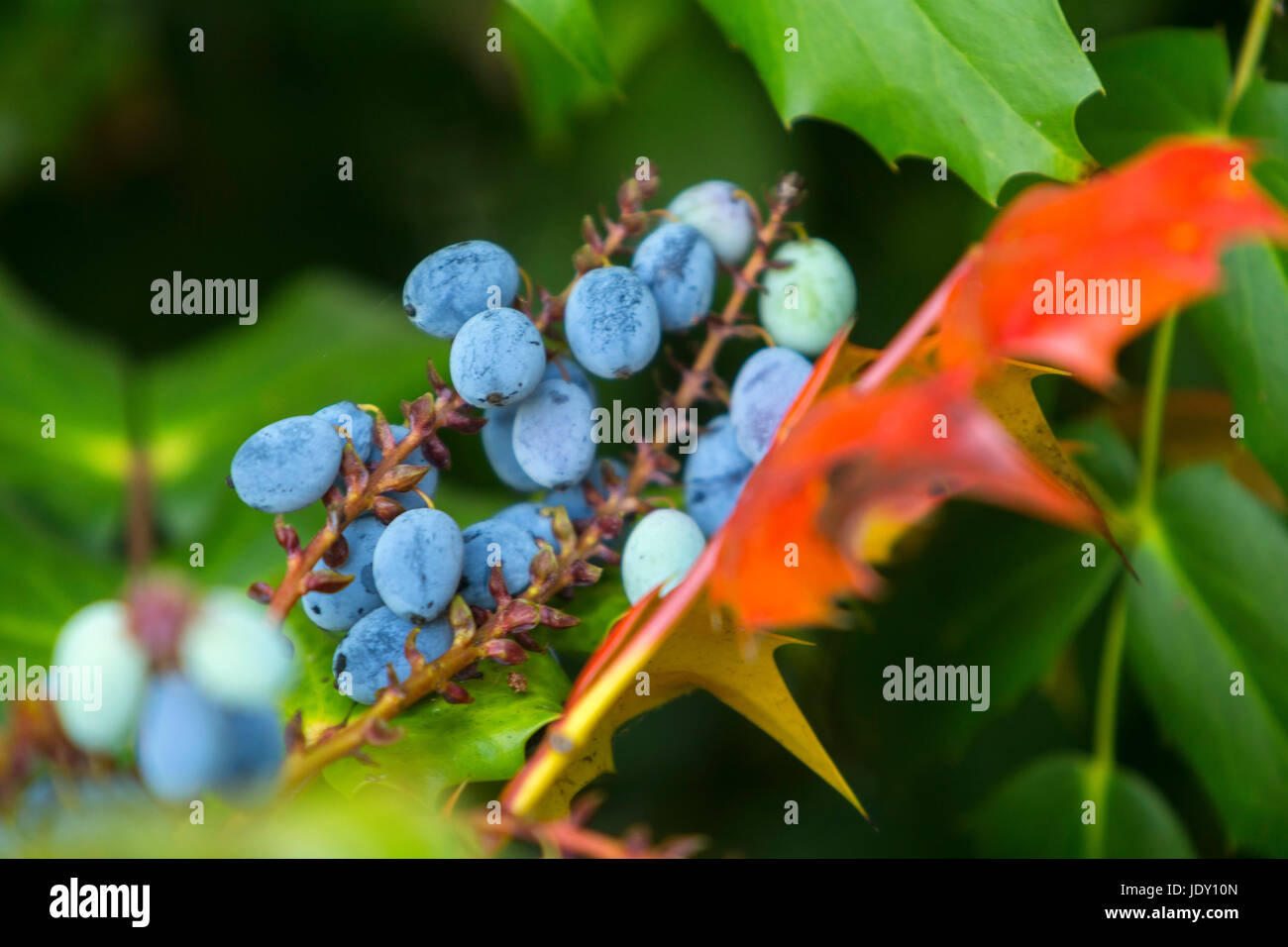 Blue berries and red leaves on a spiky mahonia plant.Berberidaceae, Stock Photo