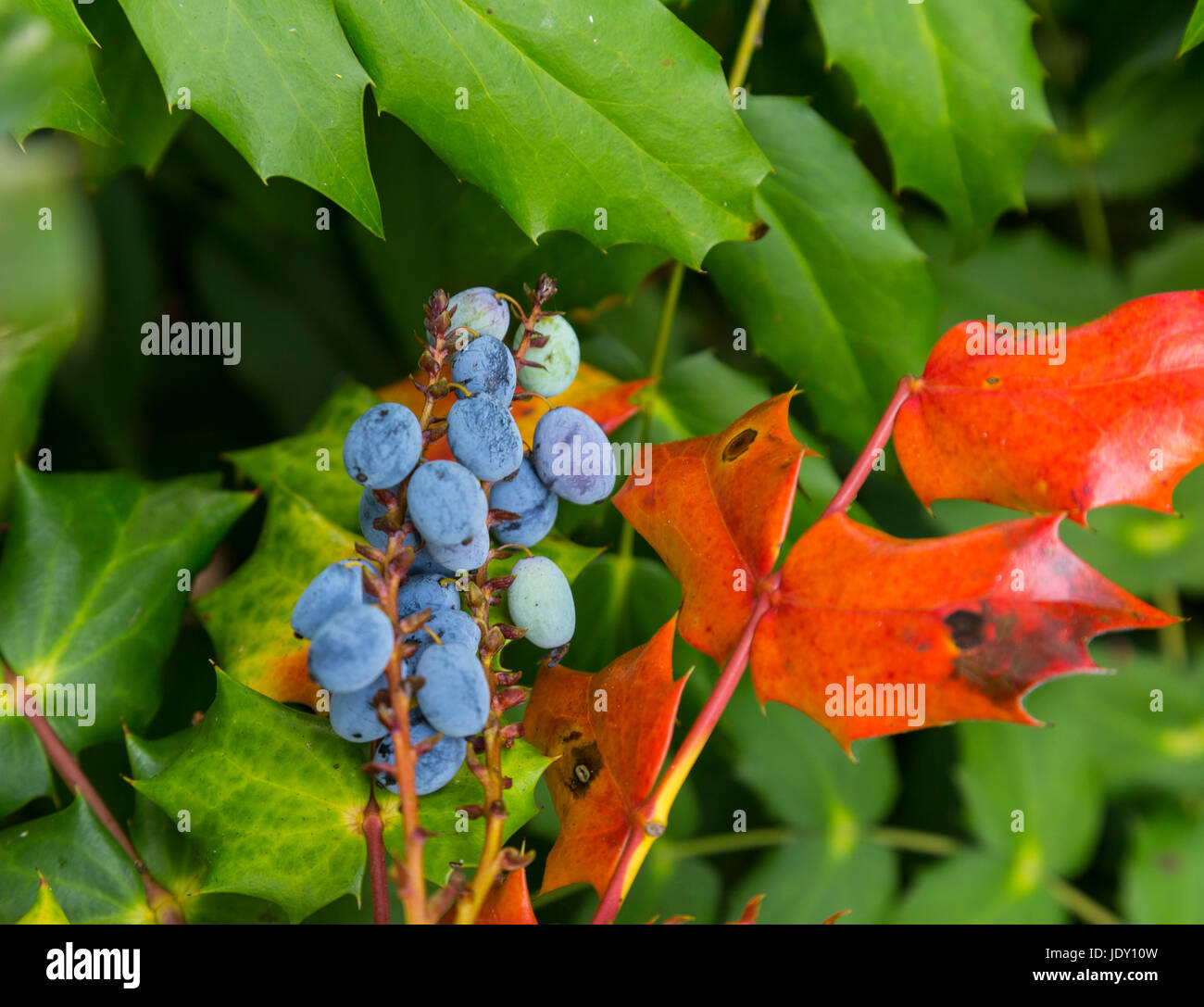 Blue berries and red leaves on a spiky mahonia plant.Berberidaceae, Stock Photo