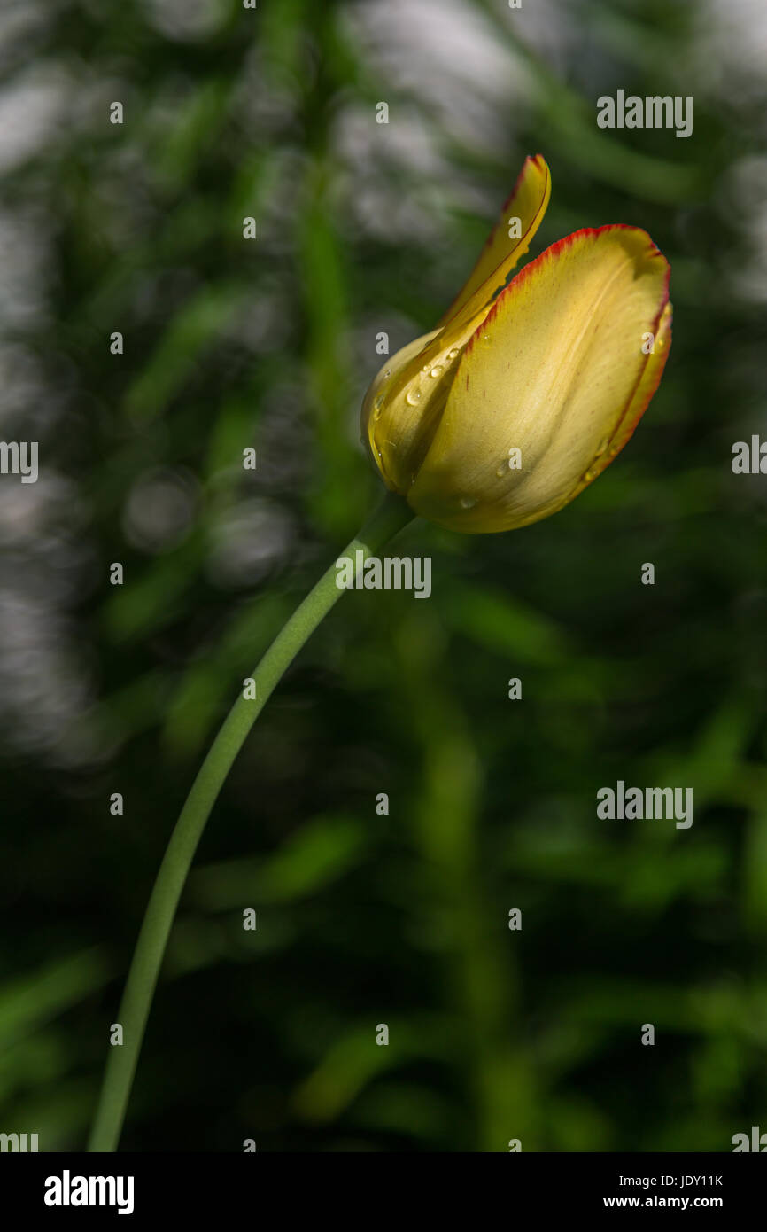 Tulip after rain hi-res stock photography and images - Alamy