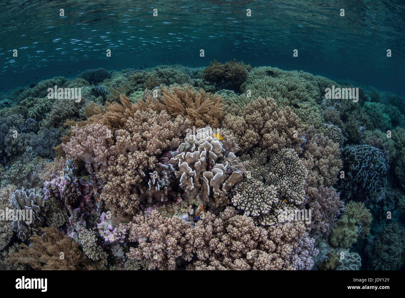 Species-rich Reef Top, Wakatobi, Celebes, Indonesia Stock Photo