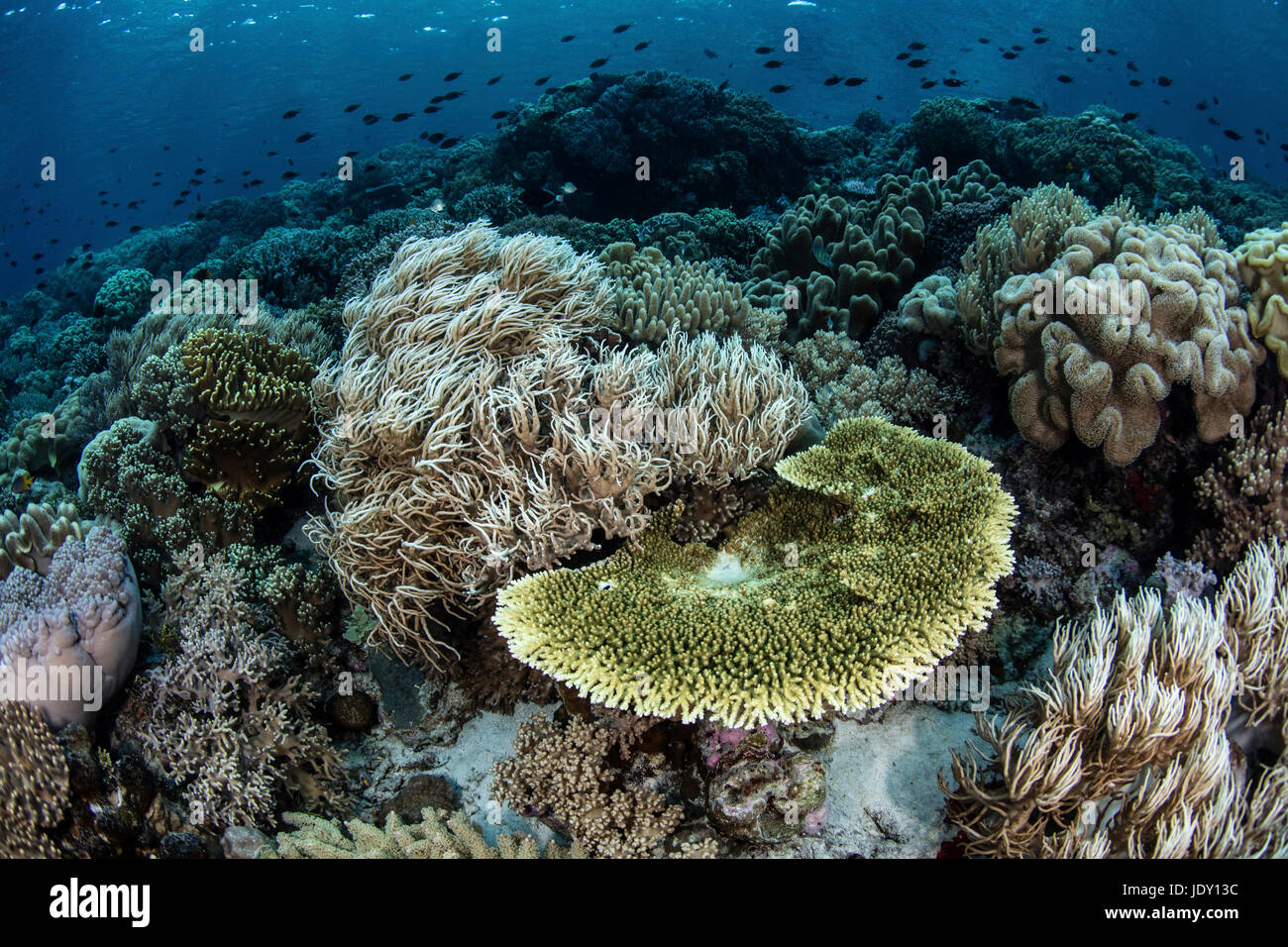 Species-rich Reef Top, Wakatobi, Celebes, Indonesia Stock Photo