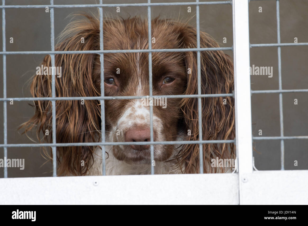 Kennel Uk High Resolution Stock Photography and Images - Alamy
