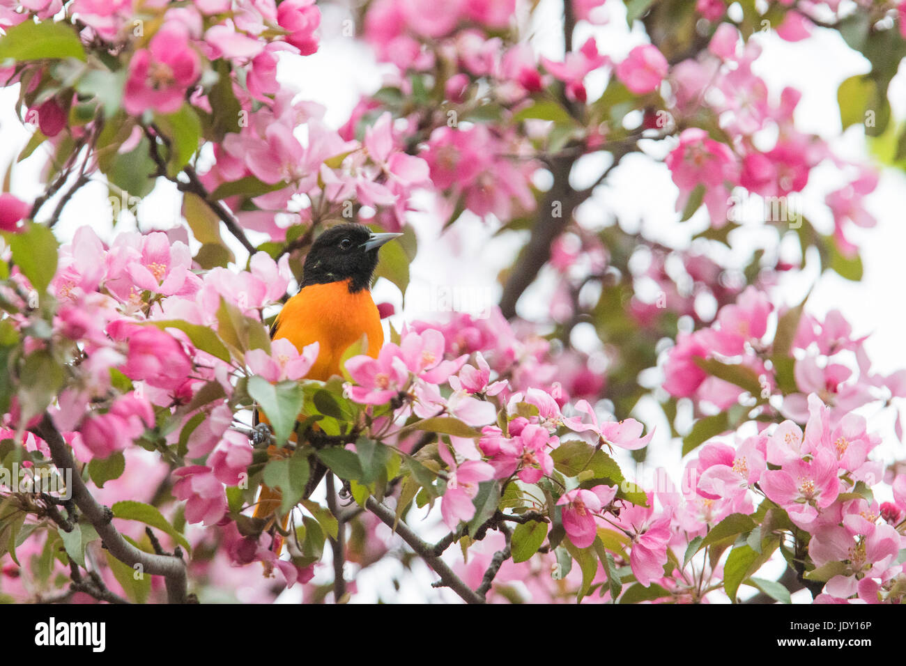 Northern baltimore oriole hi-res stock photography and images - Alamy