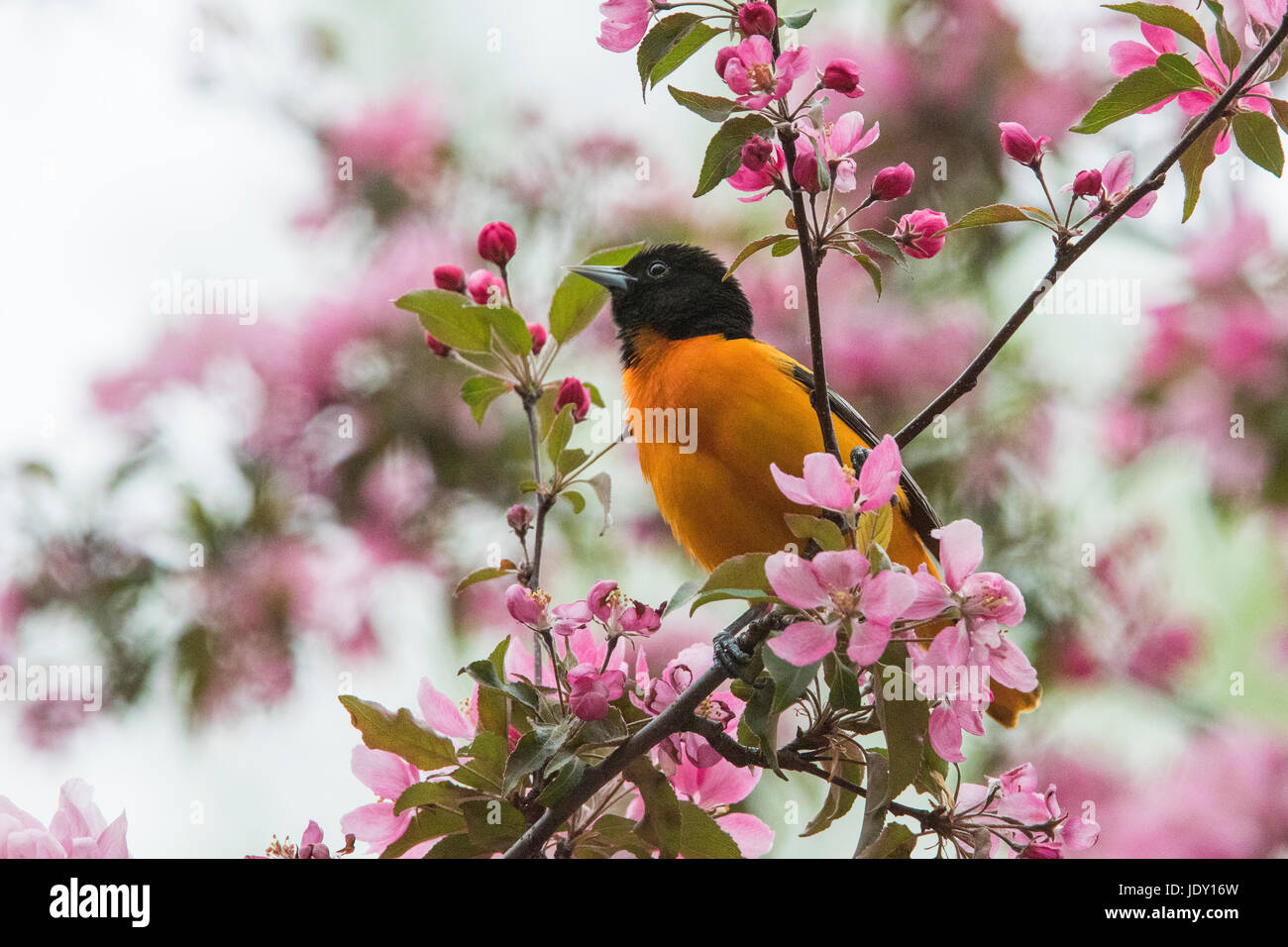 Northern baltimore oriole hi-res stock photography and images - Alamy