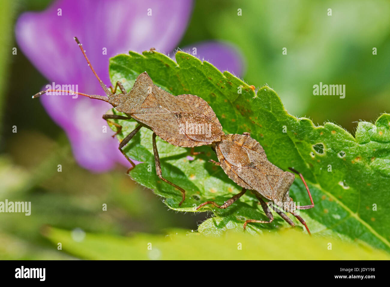 A mating pair of Dock Bugs (Coreus marginatus) Stock Photo