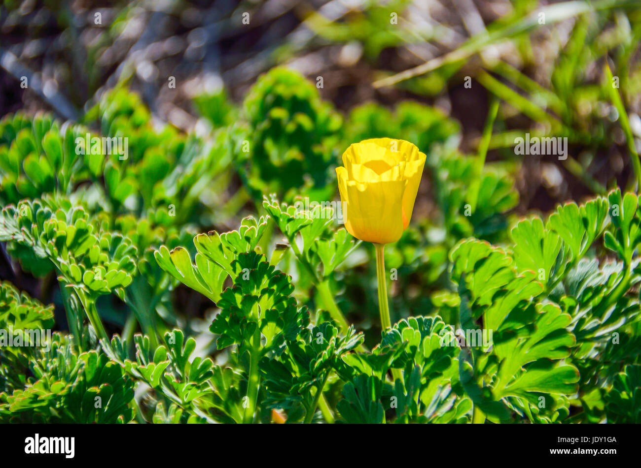 Closeup of one closed yellow poppy flower in California Stock Photo