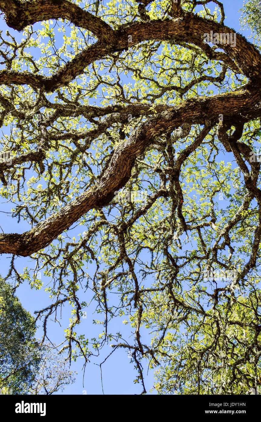 Northern California oak tree with bright yellow leaves isolated against sky with many branches Stock Photo
