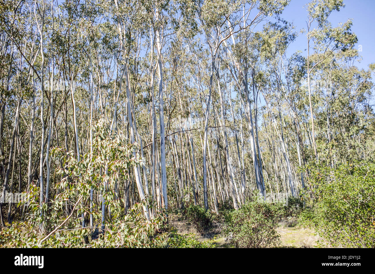 Eucalyptus forest or grove in California with white bark trees during