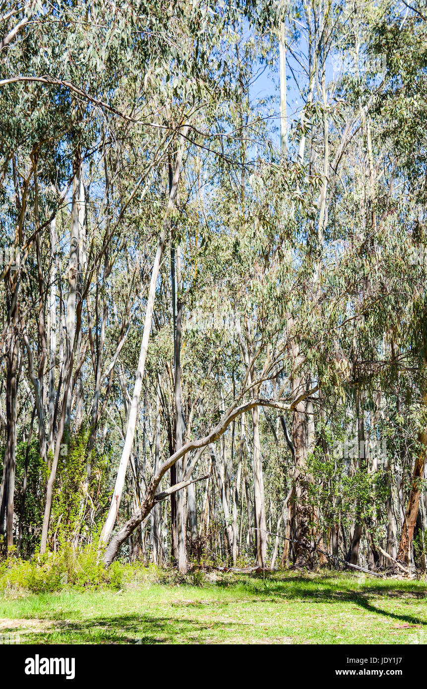 Eucalyptus forest in California with white bark trees during sunny