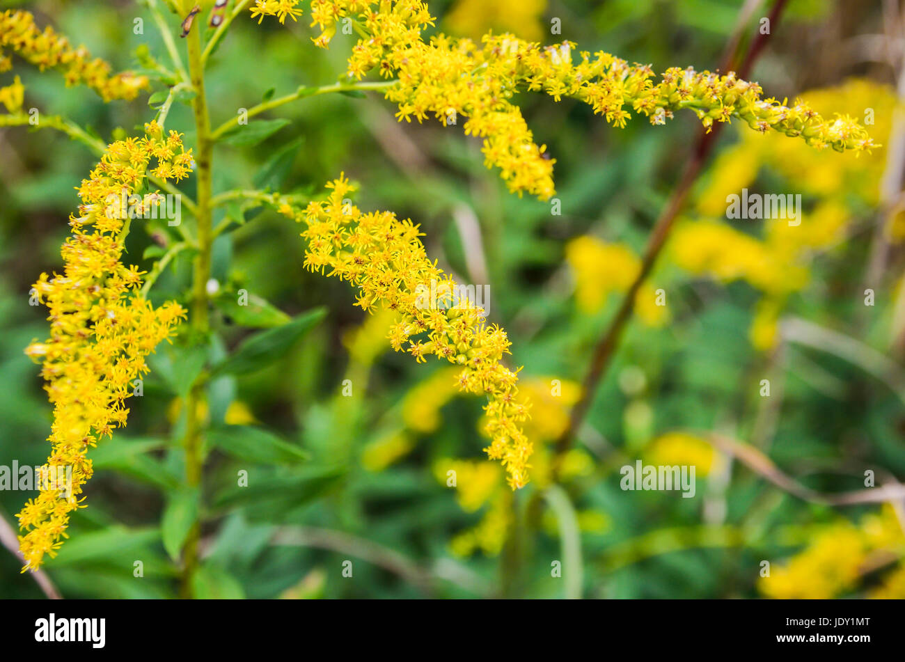 Yellow flowers in field virginia hires stock photography and images
