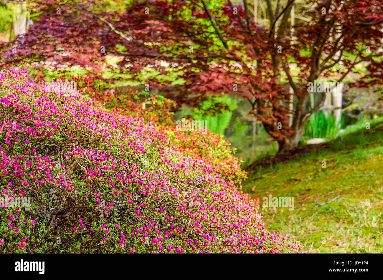 Japanese red maple tree with pink flowers on bush in garden during spring Stock Photo