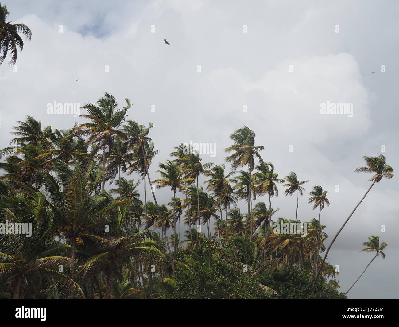 Cloudy Day Palm Trees Blowing in the Wind Stock Photo