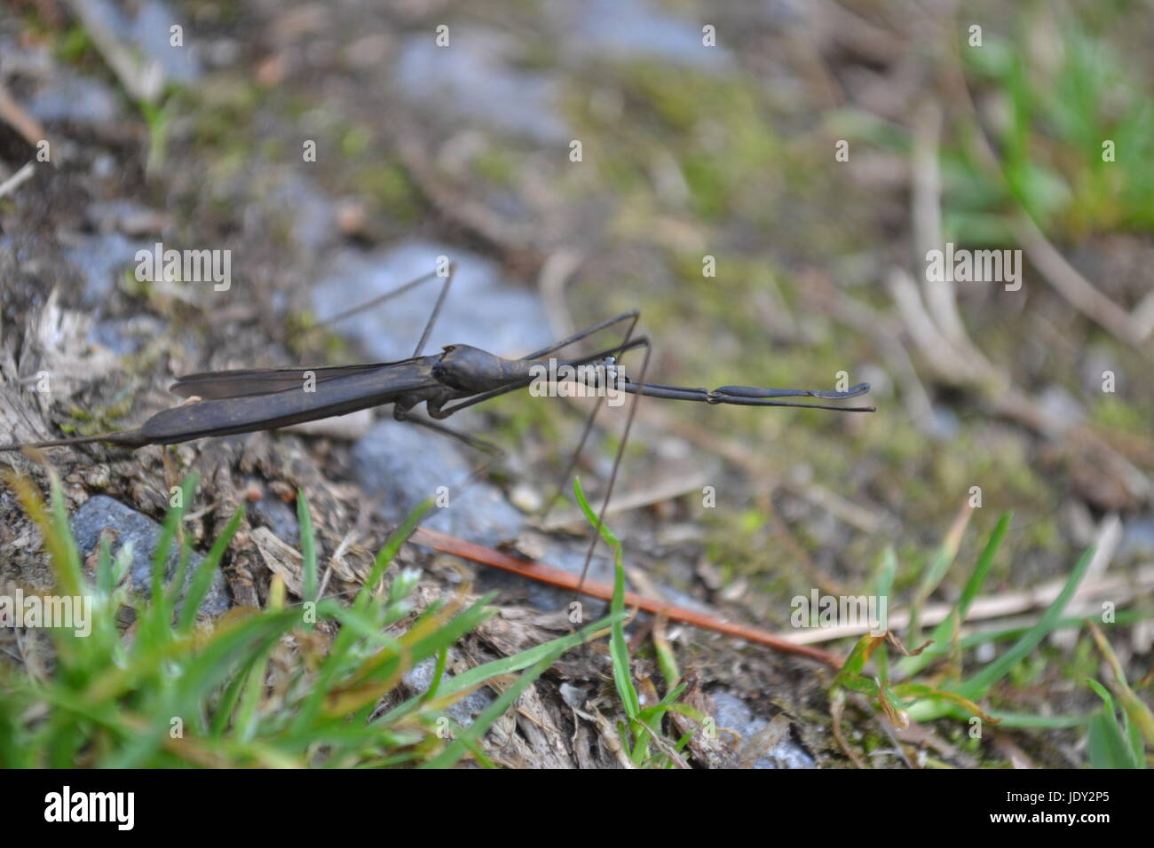 Six legged insect hi-res stock photography and images - Alamy