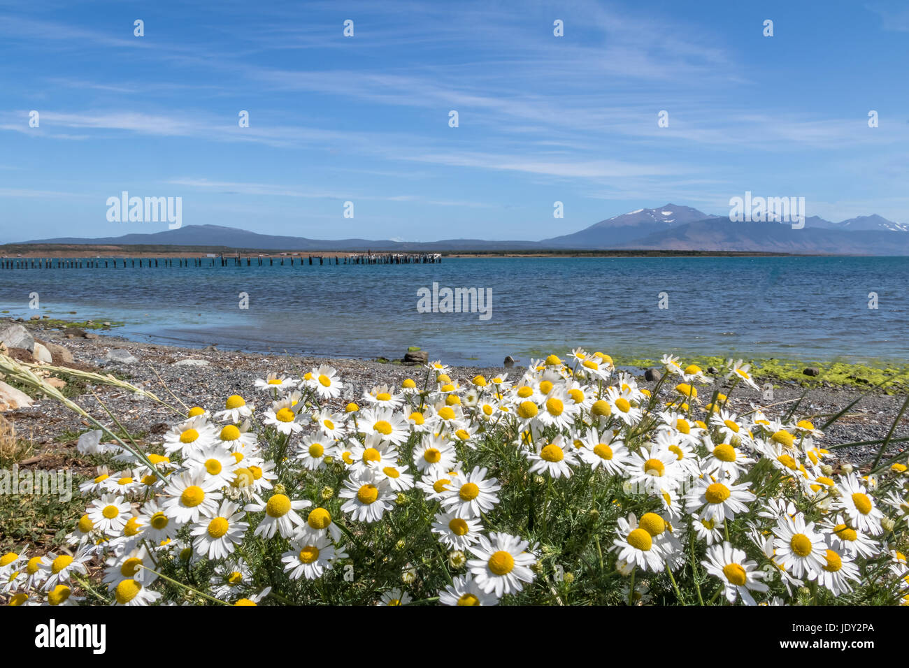 Chamomile Flowers and Almirante Montt Gulf in Patagonia - Puerto Natales, Magallanes Region, Chile Stock Photo