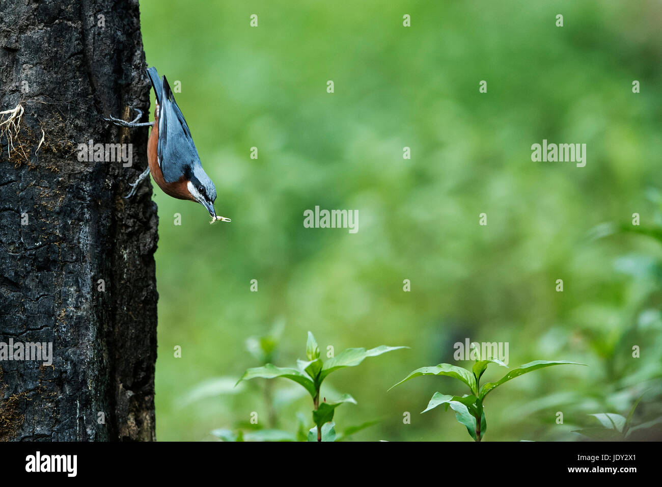 The image of Chestnut bellied nuthatch (Sitta cinnamoventris) was taken in Sattal, Uttarakhand, India Stock Photo
