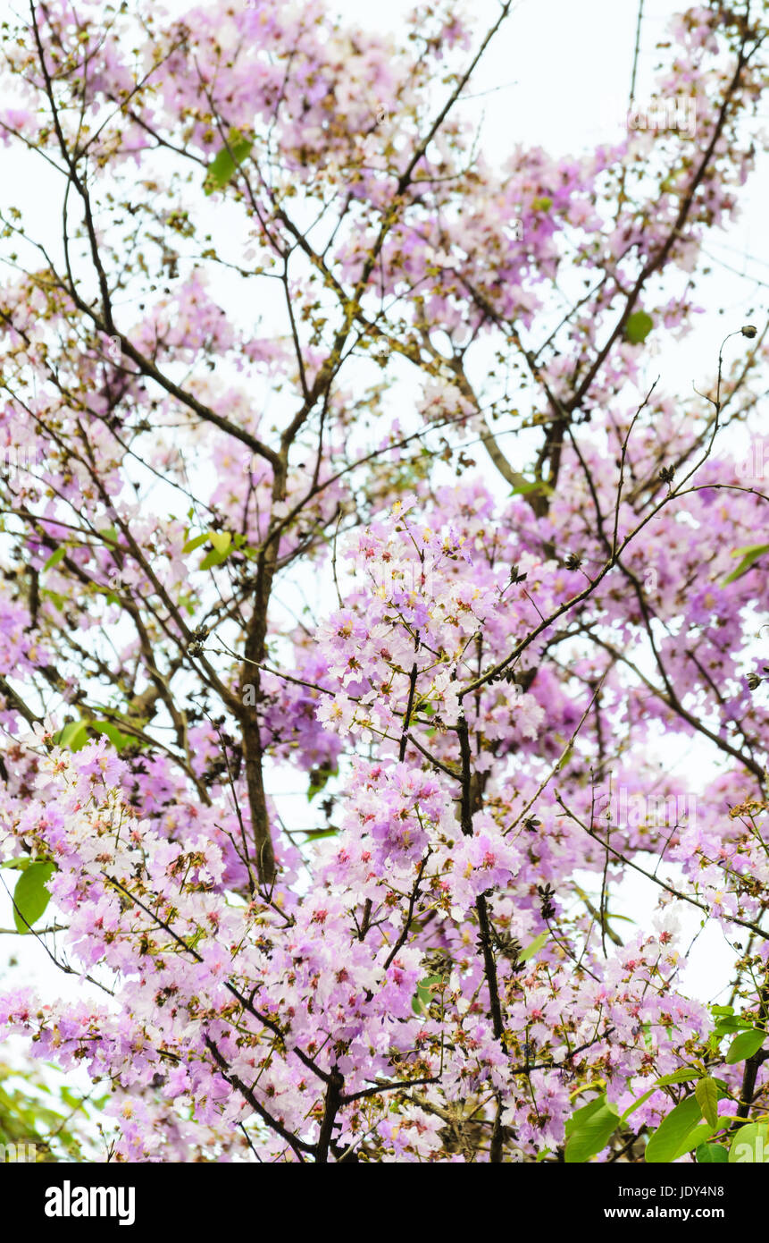 Lagerstroemia loudonii or Salao flower ( Lythraceae ) Beautiful bunches pink flowers of perennials in the tropics Thailand Stock Photo