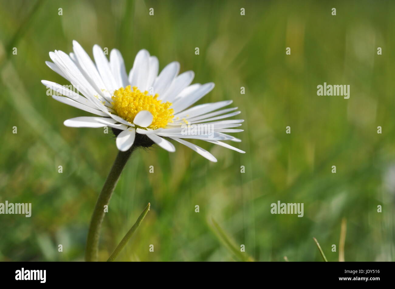 Gänseblümchen, blume, blumen, wiese, blumenwiese, blüte, blüten, natur,  Bellis perennis. Bellis, perennis, Maßliebchen, Tausendschön , margritli  Stock Photo - Alamy