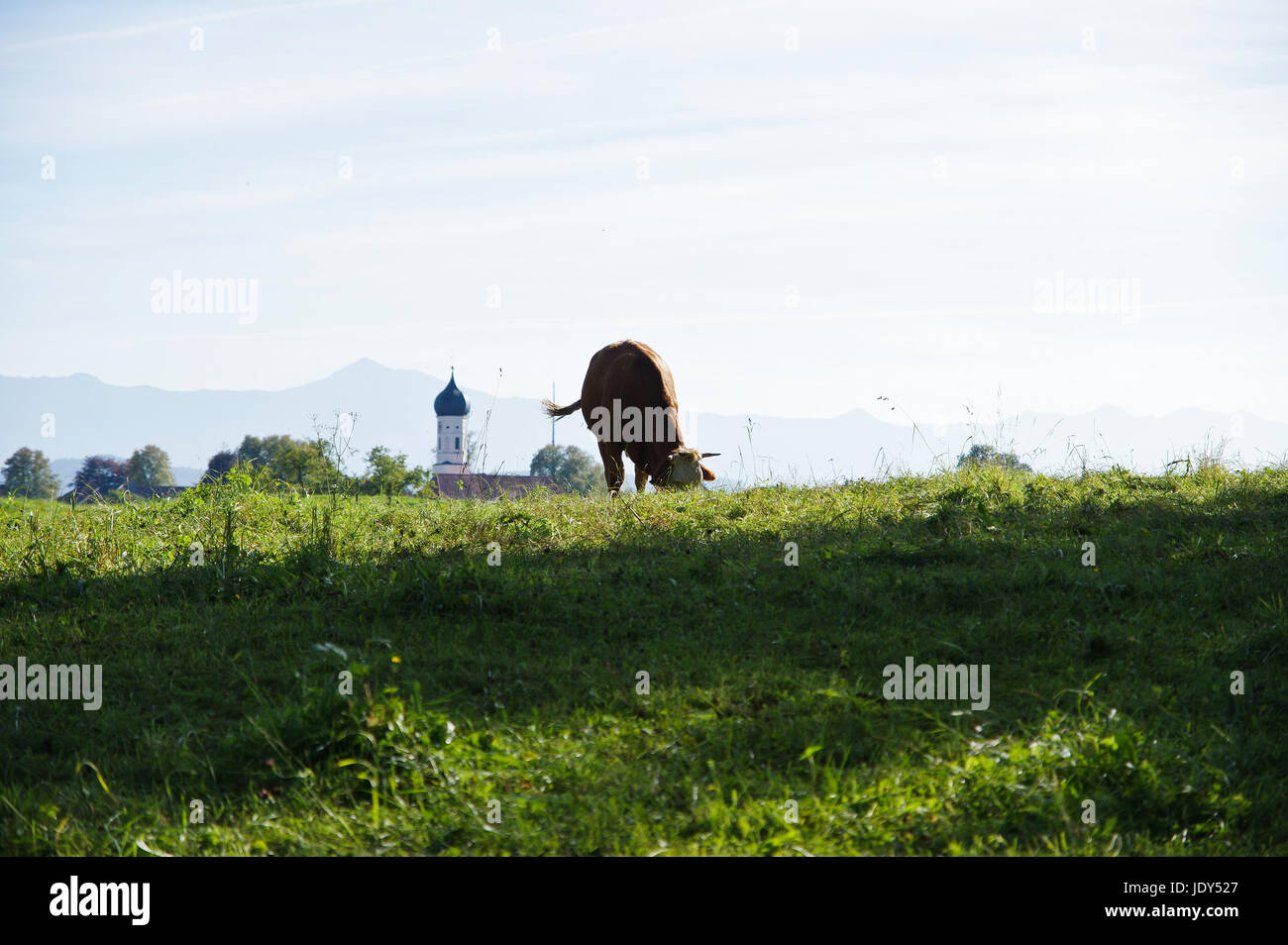 grazing cow with church in background Stock Photo - Alamy