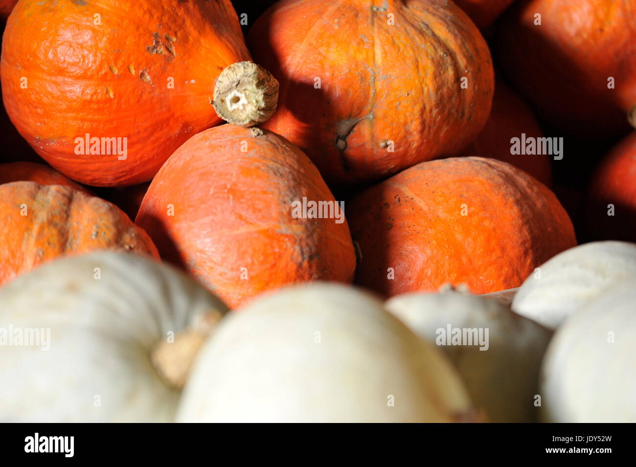 Market stall with squash assortment of various shapes and sizes Stock Photo
