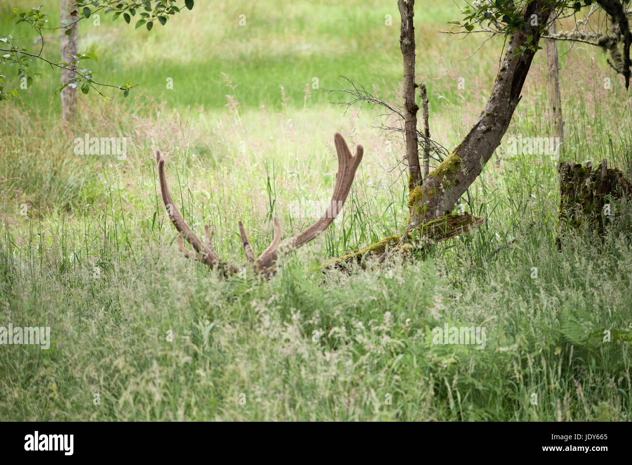 An elk, resting in a meadow, is camouflaged among tree trunks. Stock Photo